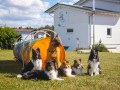 Jogis Hundeschule 062